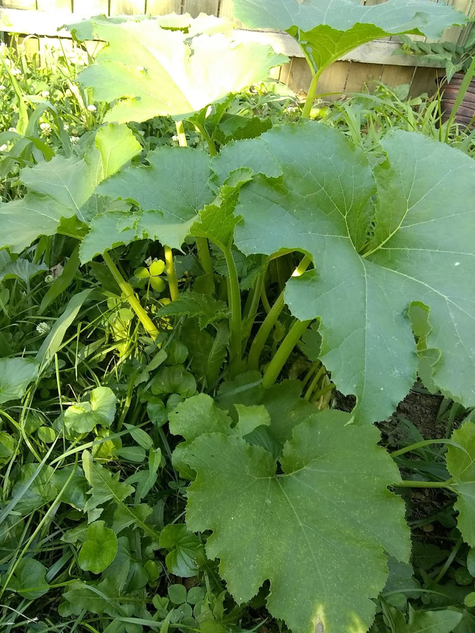 pumpkin plant